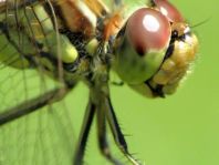 Sympetrum vulgatum, Gemeine Heidelibelle