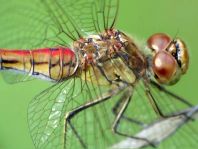 Sympetrum vulgatum, Gemeine Heidelibelle