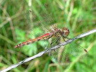 Sympetrum vulgatum, Gemeine Heidelibelle