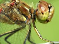 Sympetrum vulgatum, Gemeine Heidelibelle