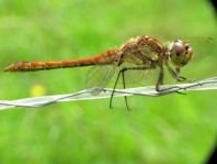 Sympetrum vulgatum, Gemeine Heidelibelle