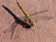 Sympetrum vulgatum, Gemeine Heidelibelle