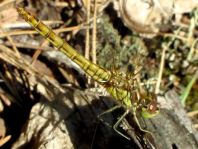 Sympetrum vulgatum, Gemeine Heidelibelle