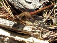 Sympetrum vulgatum, Gemeine Heidelibelle