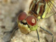 Sympetrum vulgatum, Gemeine Heidelibelle