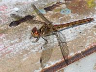 Sympetrum vulgatum, Gemeine Heidelibelle