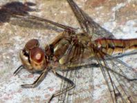 Sympetrum vulgatum, Gemeine Heidelibelle