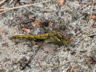 Sympetrum vulgatum, Gemeine Heidelibelle