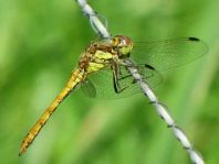 Sympetrum vulgatum, Gemeine Heidelibelle