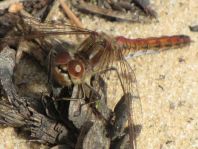 Sympetrum vulgatum, Gemeine Heidelibelle