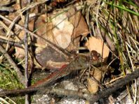 Sympetrum vulgatum, Gemeine Heidelibelle