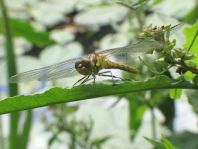 Sympetrum vulgatum, Gemeine Heidelibelle