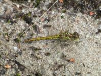 Sympetrum vulgatum, Gemeine Heidelibelle