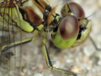 Sympetrum vulgatum, Gemeine Heidelibelle