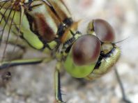 Sympetrum vulgatum, Gemeine Heidelibelle