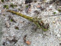 Sympetrum vulgatum, Gemeine Heidelibelle