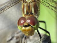 Sympetrum vulgatum, Gemeine Heidelibelle