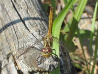 Sympetrum vulgatum, Gemeine Heidelibelle