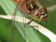 Sympetrum vulgatum, Gemeine Heidelibelle