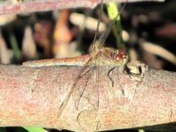 Sympetrum vulgatum, Gemeine Heidelibelle