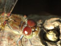 Sympetrum vulgatum, Gemeine Heidelibelle