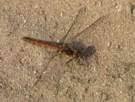 Sympetrum vulgatum, Gemeine Heidelibelle