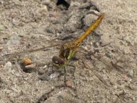 Sympetrum vulgatum, Gemeine Heidelibelle