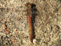 Sympetrum vulgatum, Gemeine Heidelibelle