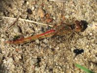 Sympetrum vulgatum, Gemeine Heidelibelle