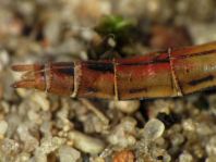 Sympetrum vulgatum, Gemeine Heidelibelle