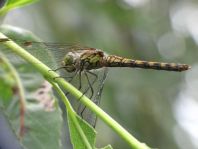 Sympetrum vulgatum, Gemeine Heidelibelle