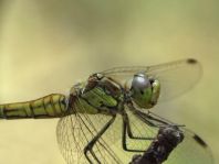 Sympetrum vulgatum, Gemeine Heidelibelle