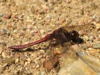 Sympetrum vulgatum, Gemeine Heidelibelle