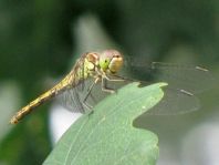 Sympetrum vulgatum, Gemeine Heidelibelle