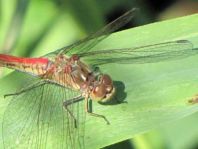 Sympetrum vulgatum, Gemeine Heidelibelle