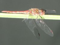 Große Heidelibelle, Sympetrum striolatum