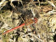 Große Heidelibelle, Sympetrum striolatum