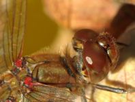 Große Heidelibelle, Sympetrum striolatum