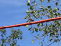 Große Heidelibelle, Sympetrum striolatum