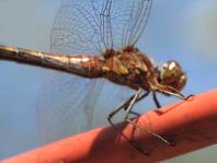 Große Heidelibelle, Sympetrum striolatum