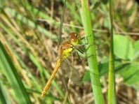 Große Heidelibelle, Sympetrum striolatum