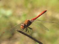 Große Heidelibelle, Sympetrum striolatum