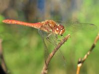 Große Heidelibelle, Sympetrum striolatum