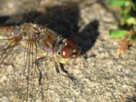 Große Heidelibelle, Sympetrum striolatum