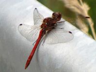 Große Heidelibelle, Sympetrum striolatum