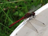 Blutrote Heidelibelle, Sympetrum sanguineum