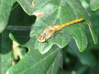 Blutrote Heidelibelle, Sympetrum sanguineum