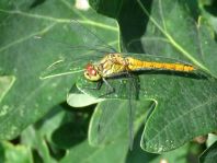 Blutrote Heidelibelle, Sympetrum sanguineum