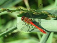 Blutrote Heidelibelle, Sympetrum sanguineum