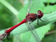 Blutrote Heidelibelle, Sympetrum sanguineum